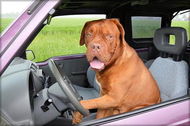 Hund sitzt am Autositz