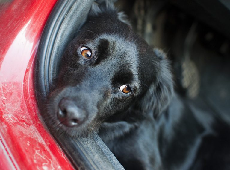 Hund Will Nicht Ins Auto / Hund will nicht ins Körbchen gehen? hund