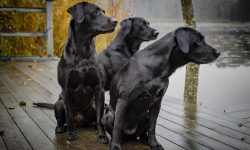 Drei Labradore